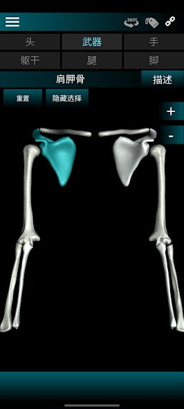 Osseous System in 3D (Anatomy)