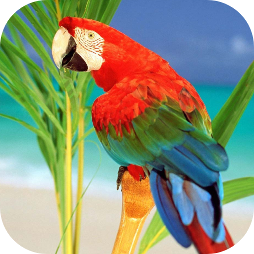 Parrots From Rio Wallpaper