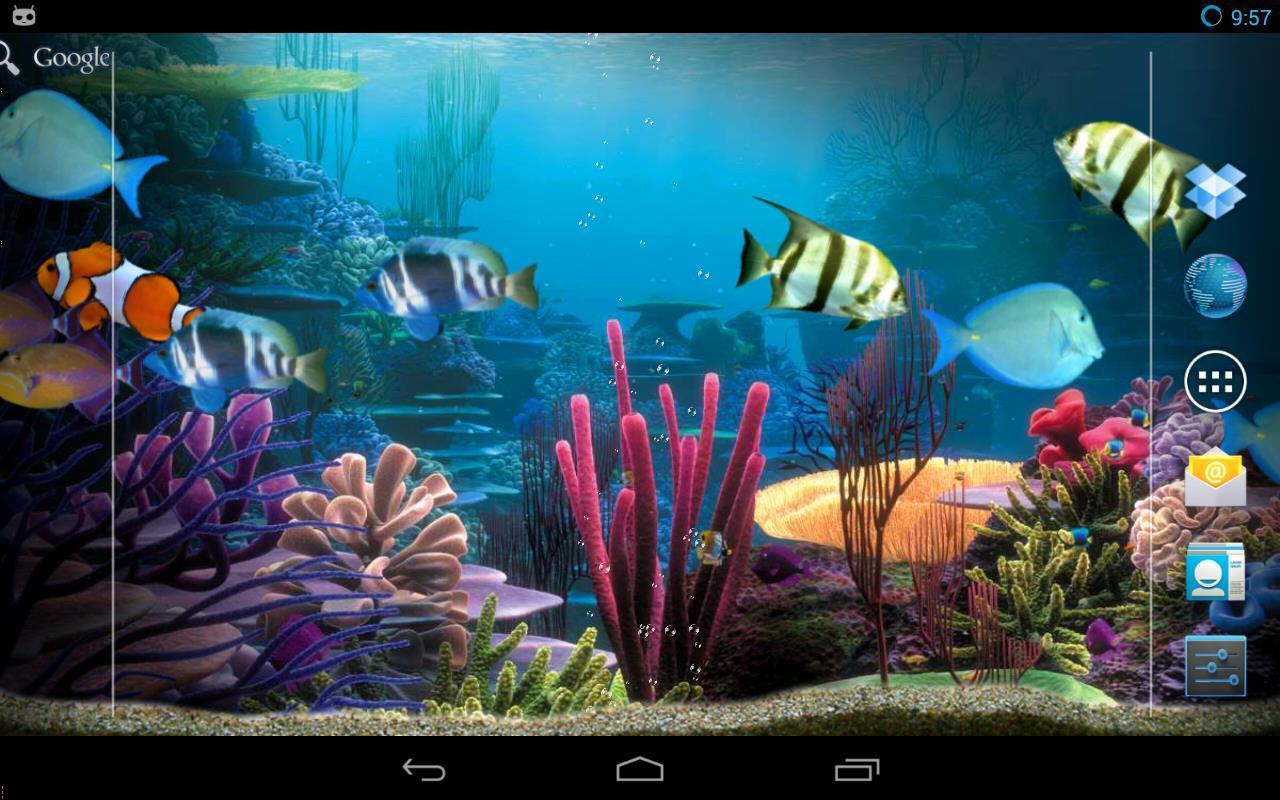 Tropical fishes aquarium