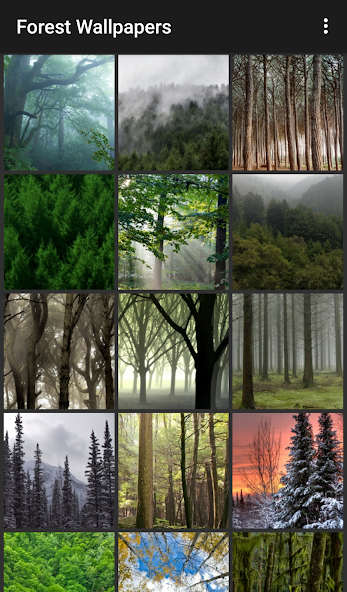 Forest Wallpapers