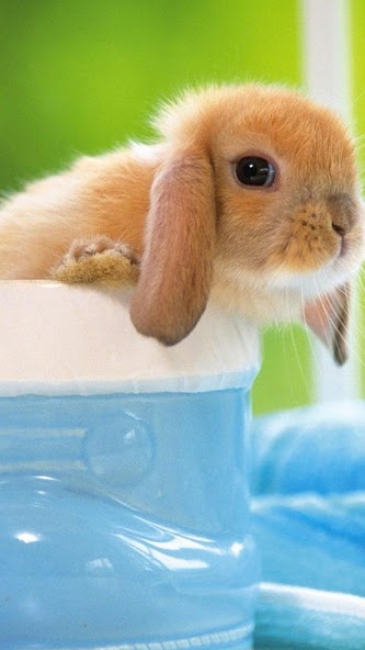 Cute Pictures Live Wallpaper