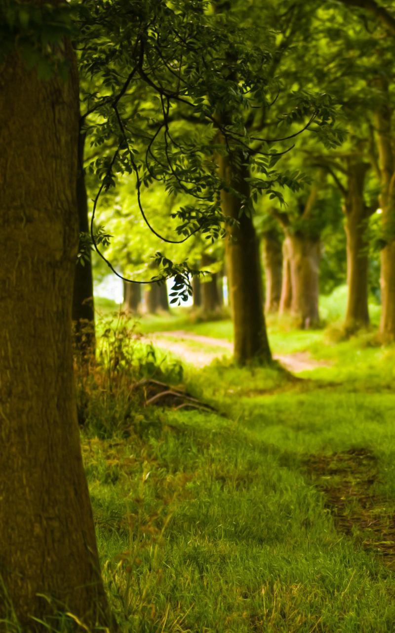 Sunny Forest Live Wallpaper