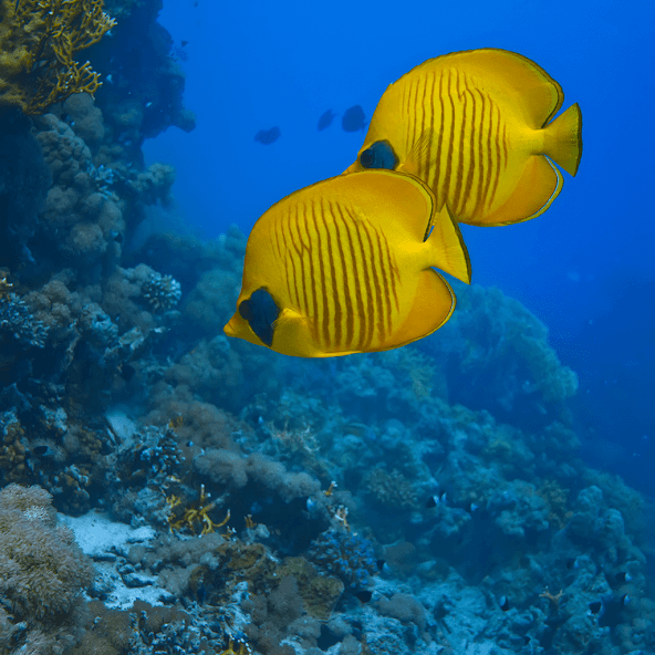 HD Jigsaw Puzzle Game