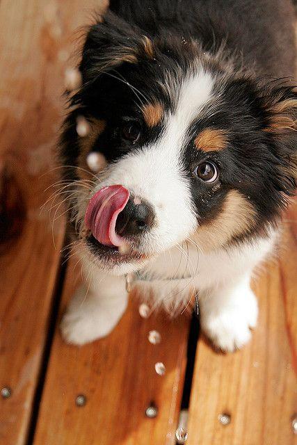Australian Shepherd Puzzle