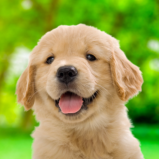 My Dog