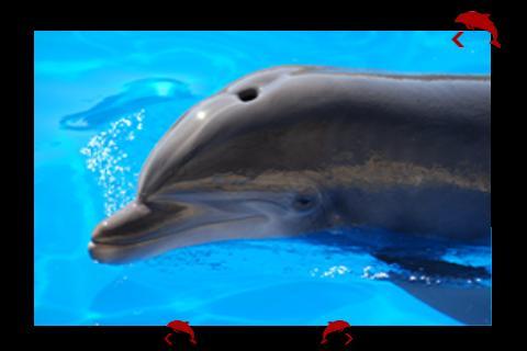 my first game with dolphins
